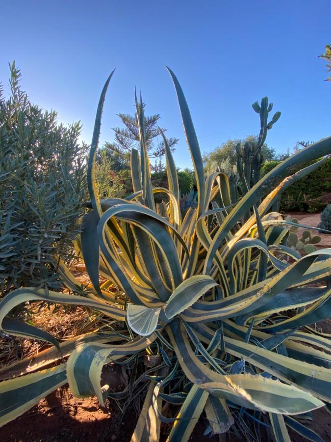 Riad Les Trois Merveilles Essaouira Ngoại thất bức ảnh