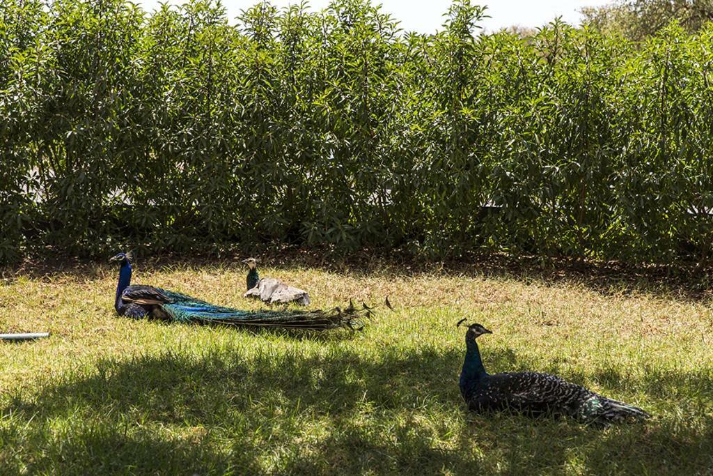 Riad Les Trois Merveilles Essaouira Ngoại thất bức ảnh